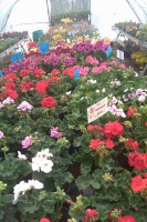 /album/photos/hortiseba3-jpg/